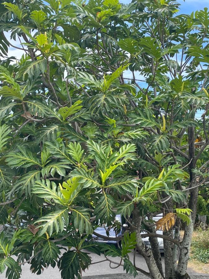 فندق Arbre A Pain Bras-Panon المظهر الخارجي الصورة